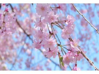 春！_20190331_1